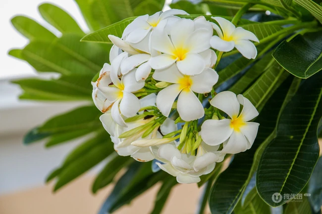 鸡蛋花（蛋黄花）图片