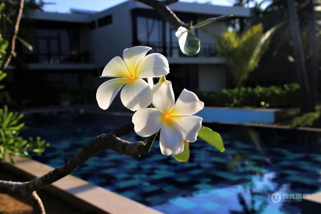 鸡蛋花（蛋黄花）图片