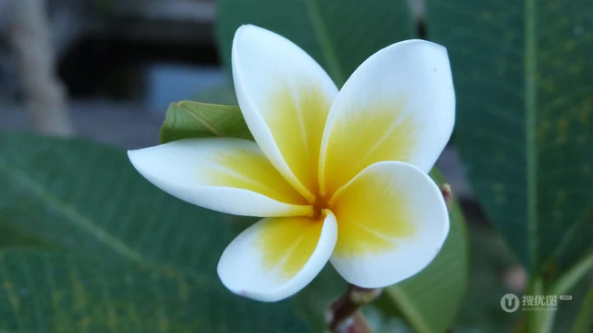 鸡蛋花（蛋黄花）图片