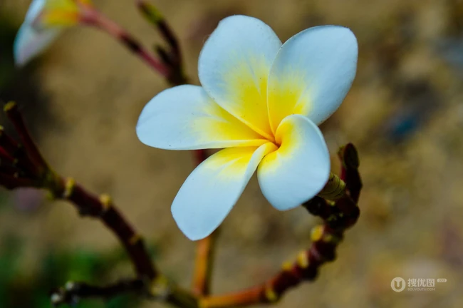 鸡蛋花（蛋黄花）图片