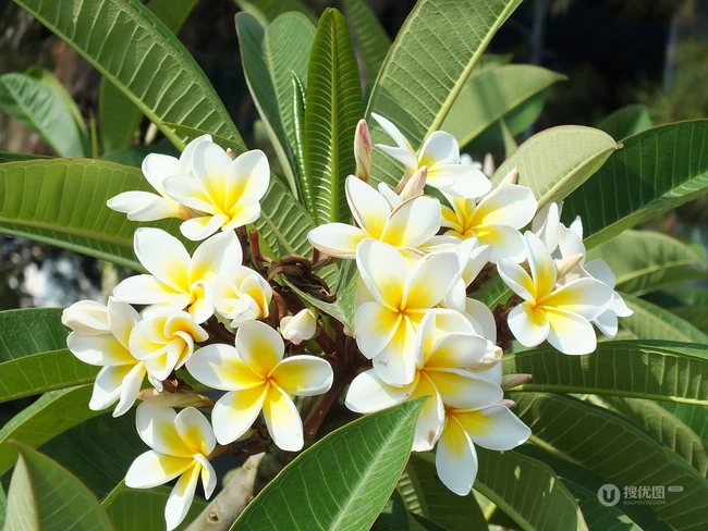 鸡蛋花（蛋黄花）图片