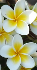 鸡蛋花（蛋黄花）图片
