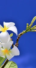 鸡蛋花（蛋黄花）图片
