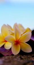 鸡蛋花（蛋黄花）图片