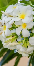 鸡蛋花（蛋黄花）图片