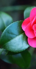 茶花（山茶花）图片，"十大名花"中排名第七的茶花摄影美图