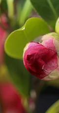 茶花（山茶花）图片，"十大名花"中排名第七的茶花摄影美图