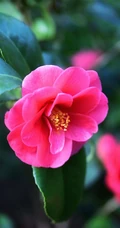 茶花（山茶花）图片，"十大名花"中排名第七的茶花摄影美图