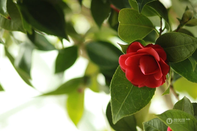 茶花（山茶花）图片，"十大名花"中排名第七的茶花摄影美图