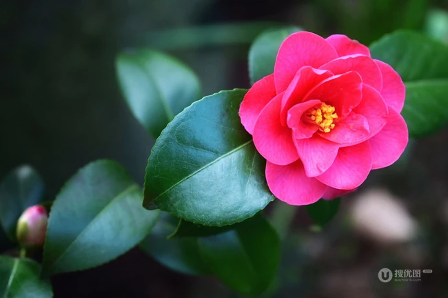 茶花（山茶花）图片，"十大名花"中排名第七的茶花摄影美图