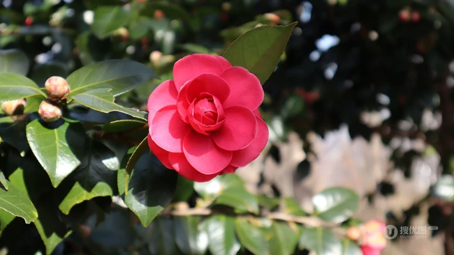 茶花（山茶花）图片，"十大名花"中排名第七的茶花摄影美图