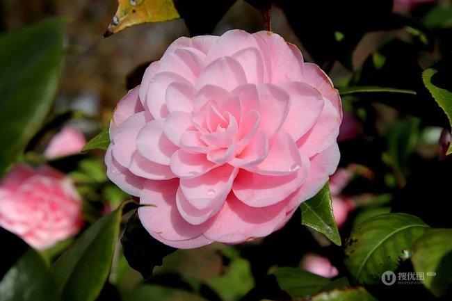 茶花（山茶花）图片，"十大名花"中排名第七的茶花摄影美图