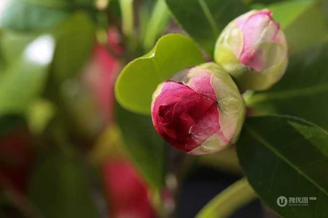 茶花（山茶花）图片，"十大名花"中排名第七的茶花摄影美图