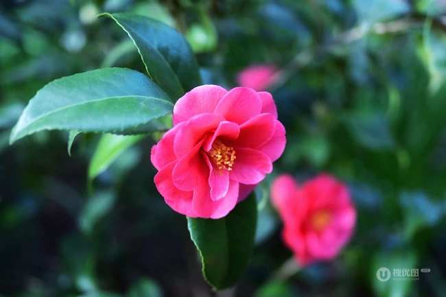 茶花（山茶花）图片，"十大名花"中排名第七的茶花摄影美图