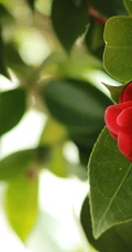 茶花（山茶花）图片，"十大名花"中排名第七的茶花摄影美图