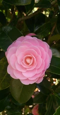 山茶花手机壁纸图片