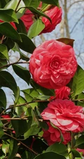 山茶花手机壁纸图片