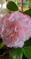 山茶花手机壁纸图片