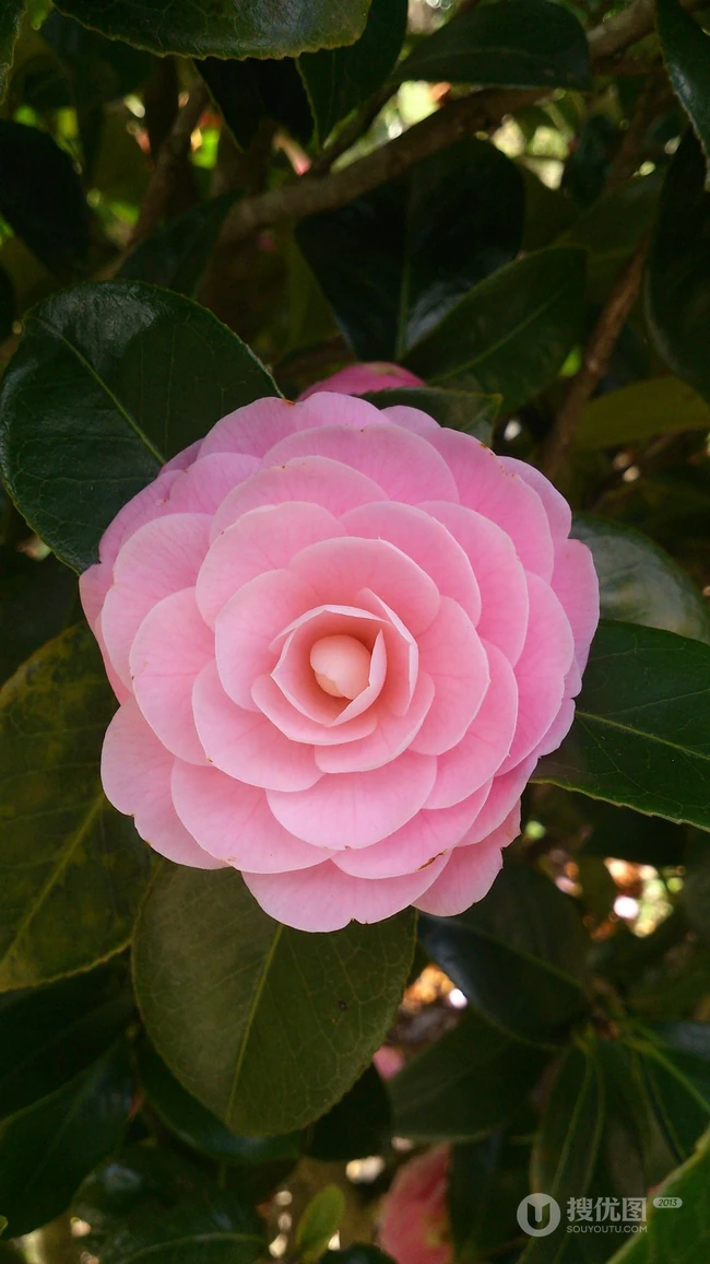 山茶花手机壁纸图片
