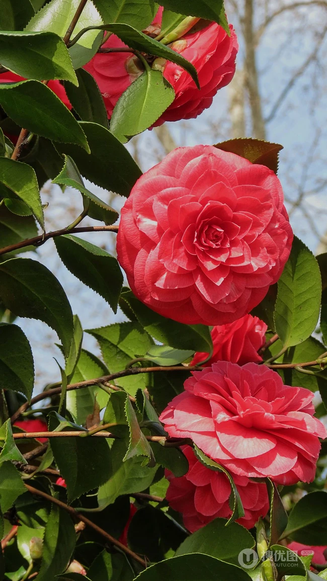 山茶花手机壁纸图片