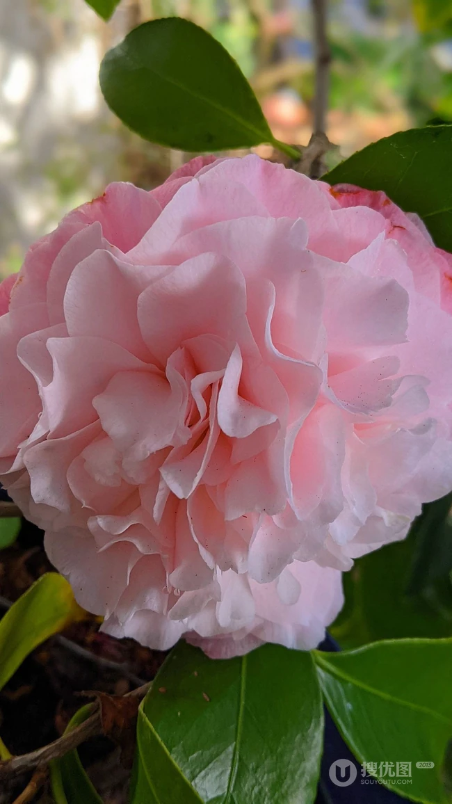 山茶花手机壁纸图片