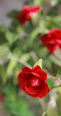山茶花手机壁纸图片