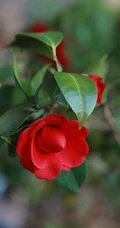山茶花手机壁纸图片