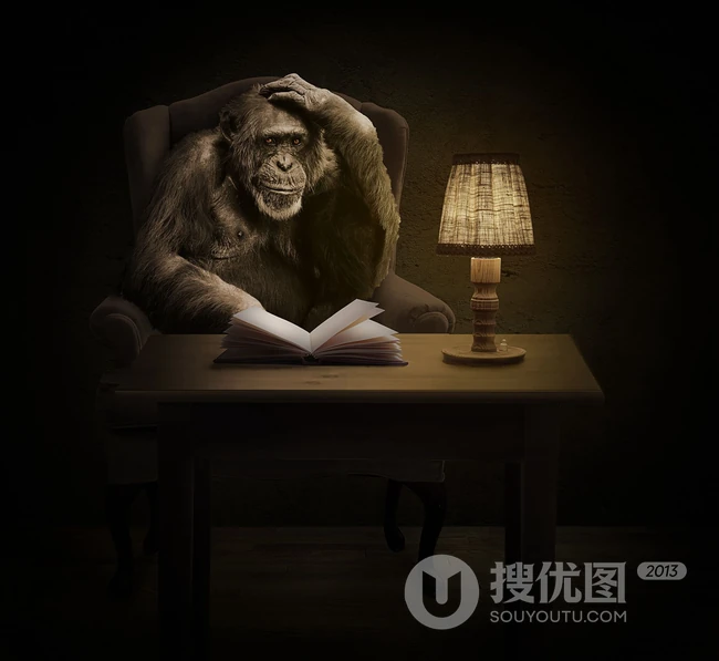 栖息于热带雨林，集群生活的野外黑猩猩可摄影图片 第3张
