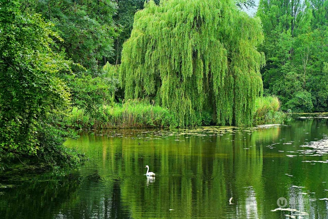 生在河边，河堤，岸边的各种柳树，垂柳唯美摄影图片