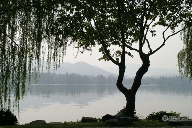 生在河边，河堤，岸边的各种柳树，垂柳唯美摄影图片