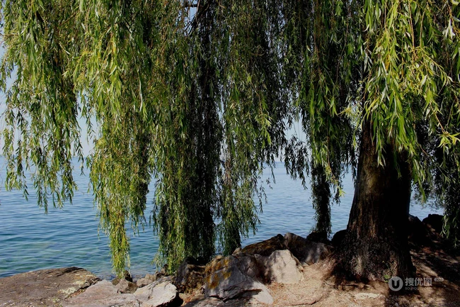 生在河边，河堤，岸边的各种柳树，垂柳唯美摄影图片