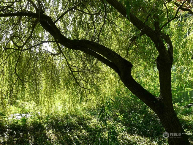 生在河边，河堤，岸边的各种柳树，垂柳唯美摄影图片