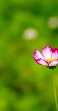 代表&ldquo;美好时光&rdquo;&rdquo;或&ldquo;幸福&rdquo;意思的漂亮格桑花图片