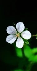 代表&ldquo;美好时光&rdquo;&rdquo;或&ldquo;幸福&rdquo;意思的漂亮格桑花图片