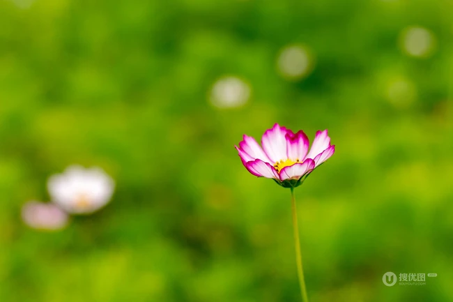 代表&ldquo;美好时光&rdquo;&rdquo;或&ldquo;幸福&rdquo;意思的漂亮格桑花图片