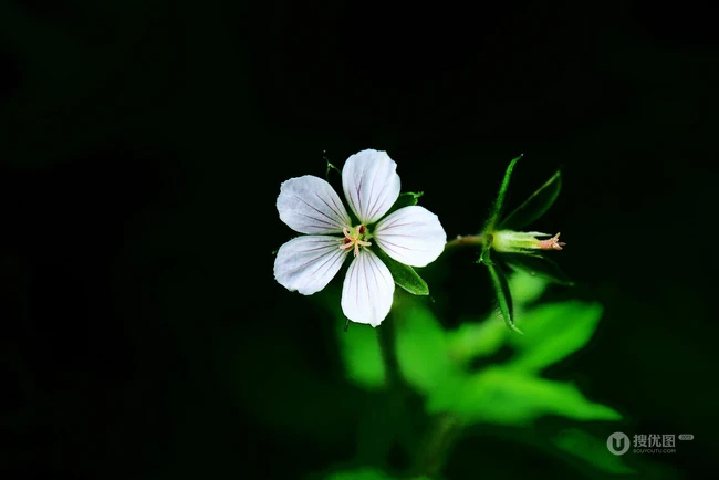 代表&ldquo;美好时光&rdquo;&rdquo;或&ldquo;幸福&rdquo;意思的漂亮格桑花图片