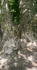 行道路旁栽种的高大粗壮梧桐树，梧桐叶子，梧桐果实唯美树木图片