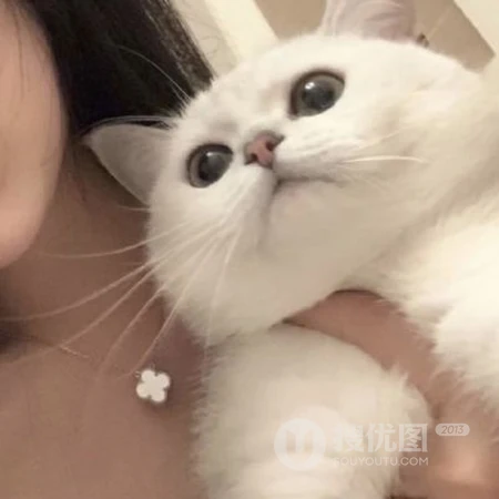 和宠物猫，宠物狗狗一起上镜的可爱女生真人2021网图头像图片