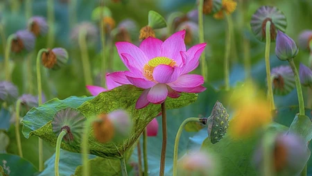 莲花，莲藕，莲田唯美壁纸图片