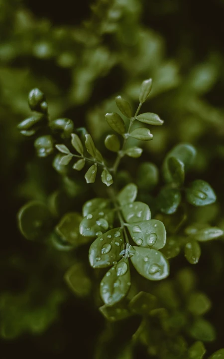 绿叶上的露水，露珠，唯美户外植物摄影手机壁纸图片