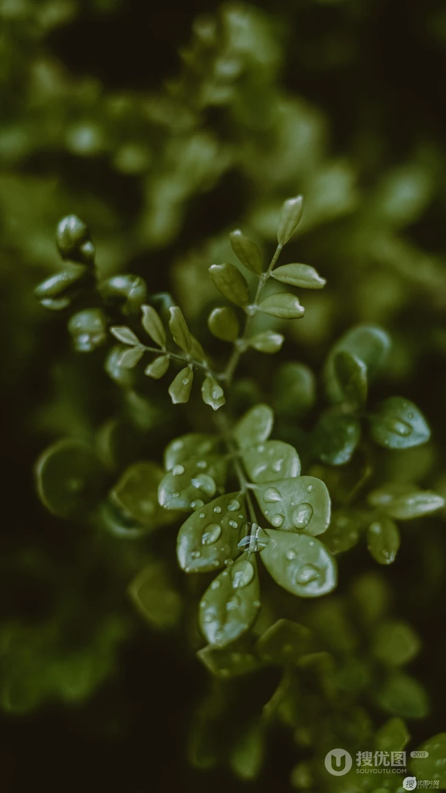 绿叶上的露水，露珠，唯美户外植物摄影手机壁纸图片