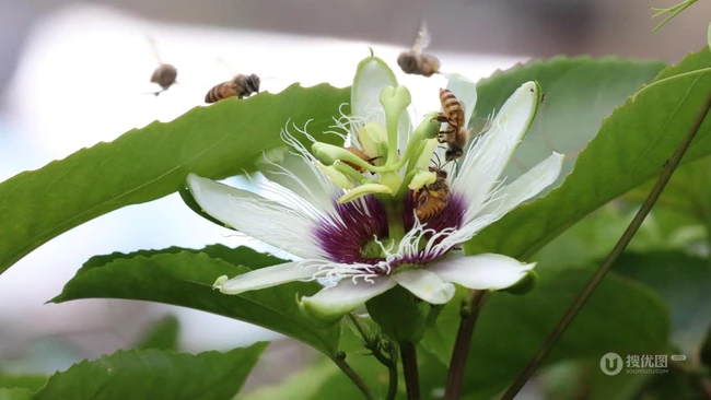 百香果的花，以及在忙着采百香果花蜜的蜜蜂图片