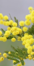 含羞草的花，开着黄色小花团的淡雅含羞草花卉图片