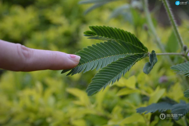 含羞草的花，开着黄色小花团的淡雅含羞草花卉图片