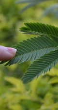 含羞草的花，开着黄色小花团的淡雅含羞草花卉图片
