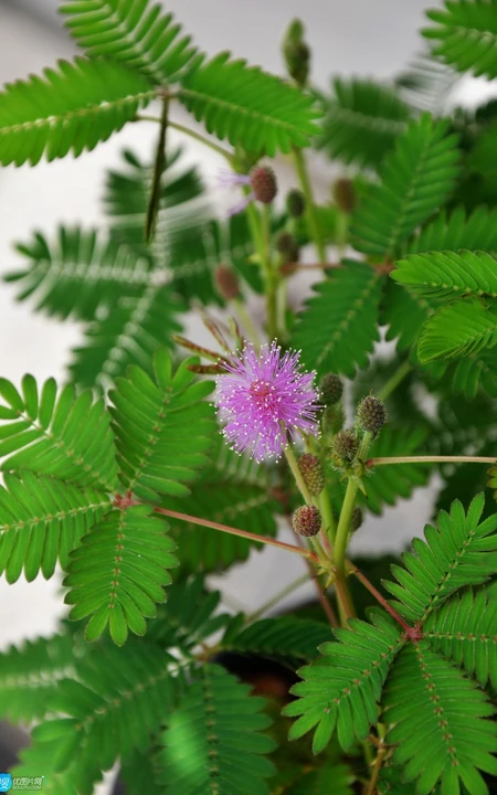 含羞草，清新绿色清新的含羞草高清摄影美图欣赏