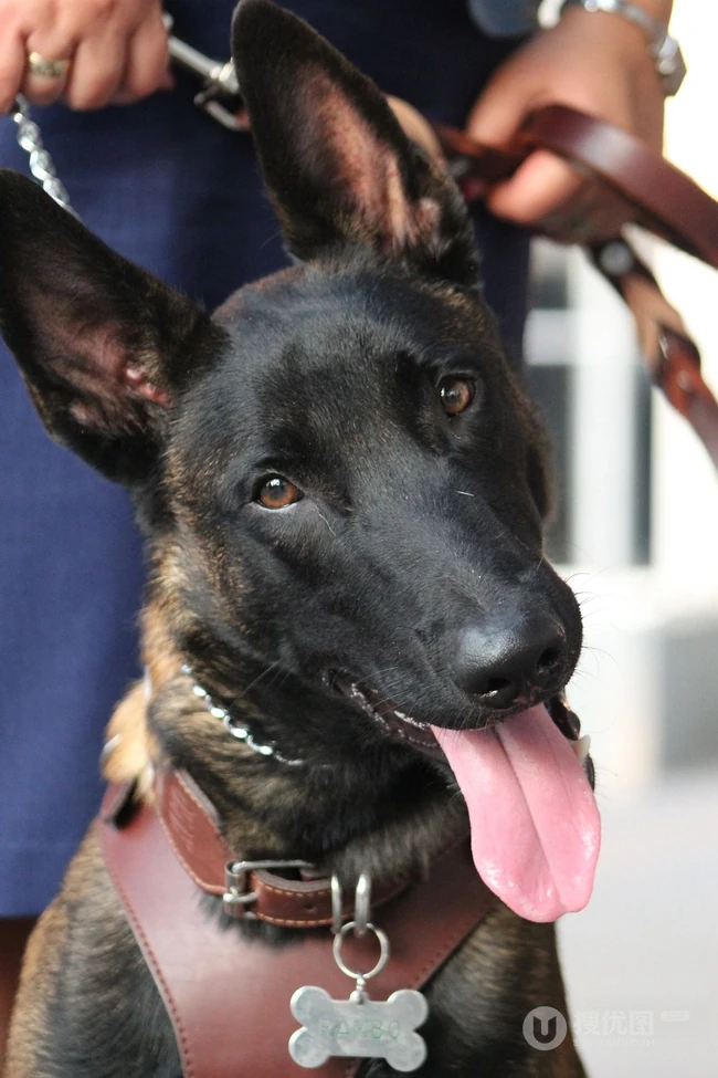 马犬（马里努阿犬），爆发力惊人的马犬高清图片 第7张