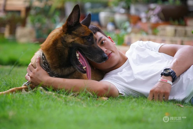 马犬（马里努阿犬），爆发力惊人的马犬高清图片 第1张
