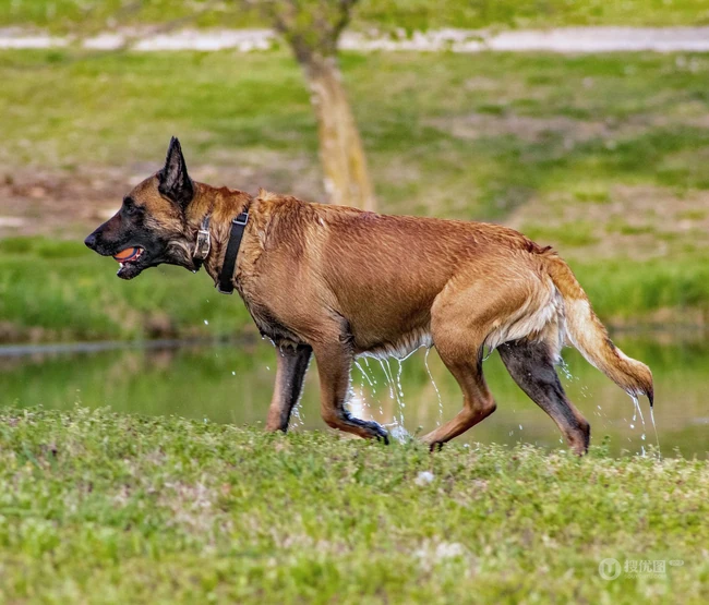 马犬（马里努阿犬），爆发力惊人的马犬高清图片 第6张