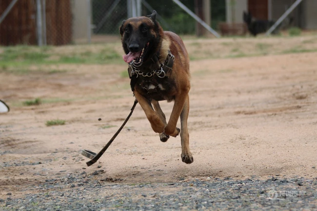 马犬（马里努阿犬），爆发力惊人的马犬高清图片 第2张